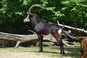 Zwarte Paardantilope