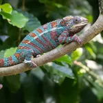 Panther Chameleon