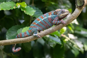 Panterkameleon