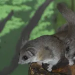 Woodland Dormouse