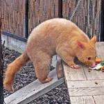Common Brushtail Possum