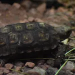 Bells hinge-back tortoise