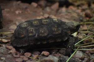 Gladrandklepschildpad