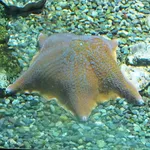 Patiria miniata