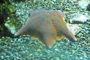 Patiria miniata