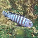 Pseudotropheus saulosi Konings, 1990