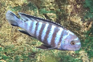 Pseudotropheus saulosi