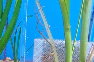 Caprella kroyeri
