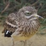 European Stone-Curlew