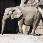 African Savanna Elephant