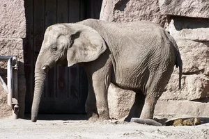 Afrikaanse Olifant