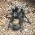 Brazilian black tarantula
