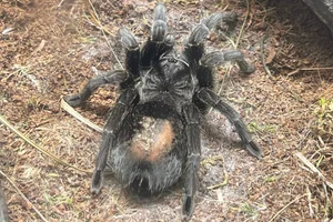 Brazilian black tarantula