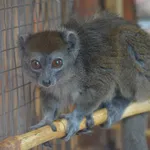 Sambirano Lesser Bamboo Lemur