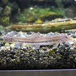 Tango Stripe Spined Loach