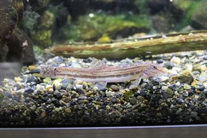 Tango Stripe Spined Loach