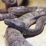Puerto Rican Boa