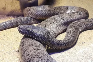 Puerto Rican Boa