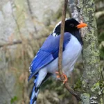 Red-billed Blue Magpie