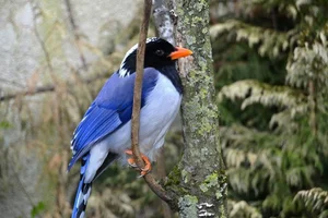 Roodsnavelkitta