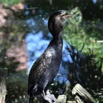Continental Great Cormorant