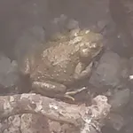 Moroccan Toad