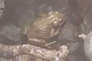 Moroccan Toad