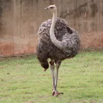 Common Ostrich