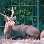 Bawean Deer