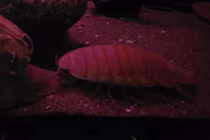 Bathynomus doederleini