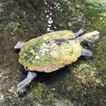 Japanese Pond Turtle