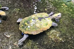Japanse waterschildpad