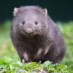 Bare-nosed Wombat