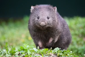 Wombat