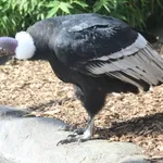 Andean Condor