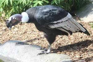 Andescondor