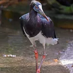 Abdim's Stork
