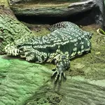 Black-and-white Tegu