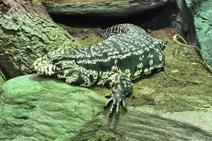 Black-and-white Tegu