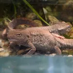 Chinese Warty Newt