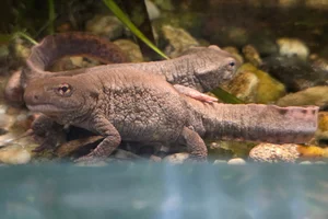 Chinese wrattensalamander