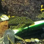 Baryancistrus xanthellus