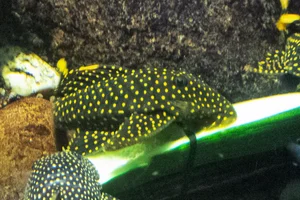 Baryancistrus xanthellus