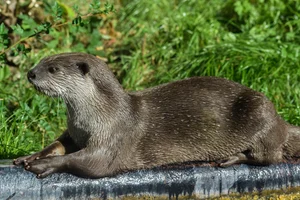 Smooth-coated Otter