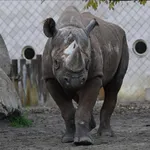 Black Rhino