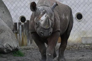 Oostelijke zwarte neushoorn