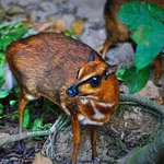 Greater Oriental Chevrotain