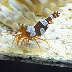 Squat Anemone Shrimp
