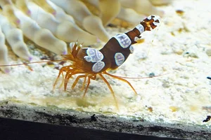 Sexy Garnaal