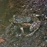 Betsileo Madagascar Frog